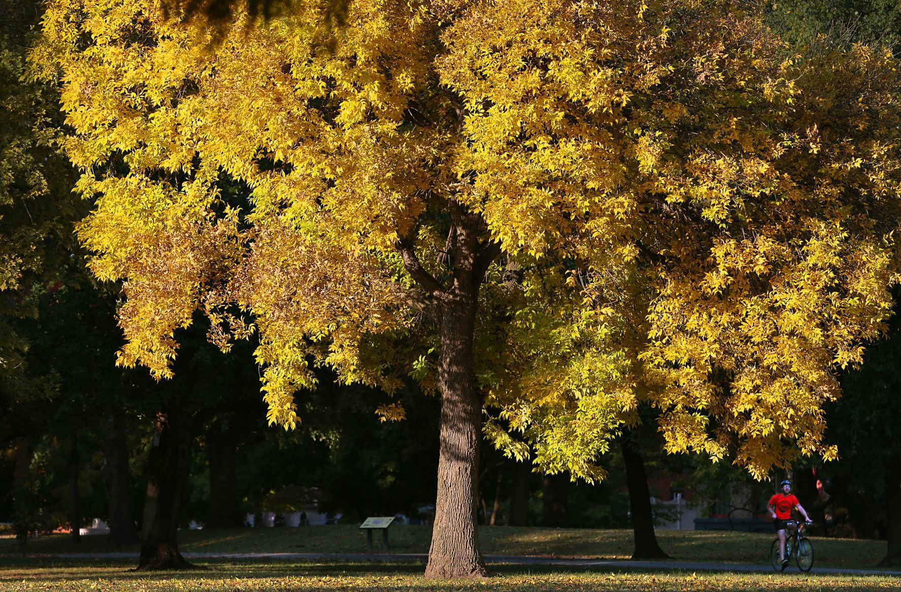 Season of color bursts into fall